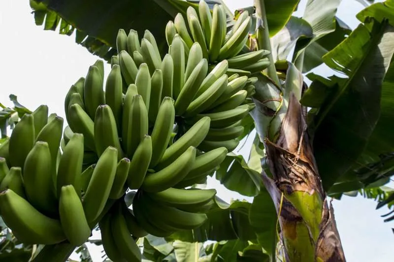 La banana mexicana podría compensar la falta de envíos de banana ecológica de Ecuador