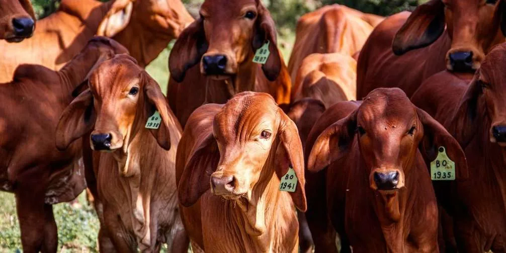 Qué cuidados debe tener en cuenta el ganadero durante las fiestas decembrinas