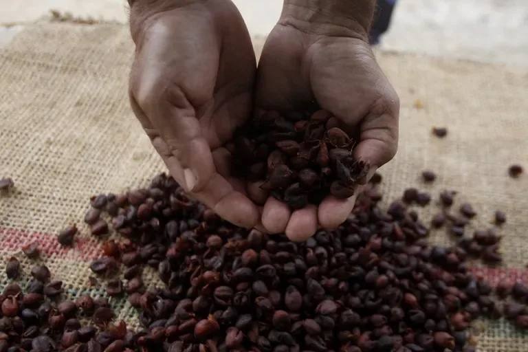 Carne y café quedan exentos del arancel del 25 % impuesto por Estados Unidos a Brasil