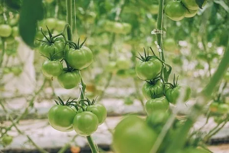 México: Es probable que la temporada de tomate en Culiacán comience más tarde