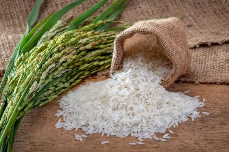 Un estudio muestra los orígenes del cultivo de arroz