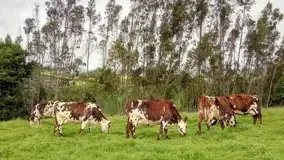 Científicos apalancan AI a estrategias de mitigación de metano de vía rápida en agricultura animal