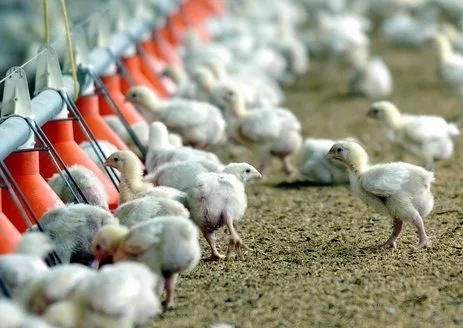 Internacional: El sector avícola prevé que el Pacto Verde triplique en granja el precio de la carne de pollo