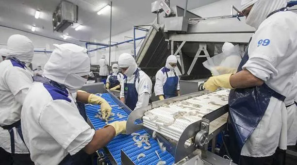 Lanzan SustainED: nuevo programa para Impulsar la sostenibilidad en la Industria Camaronera de Ecuador