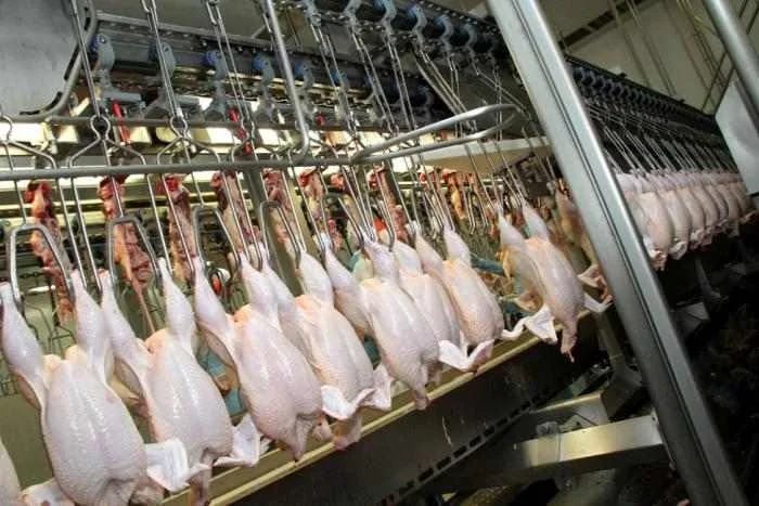 Sector avícola con leve crecimiento en el 2023, pese a los problemas que afrontaron los productores