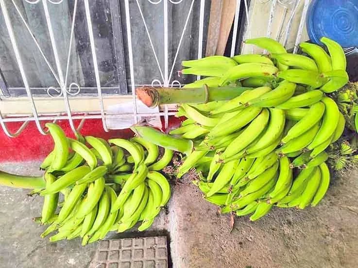 Continúa la especulación en el precio del plátano