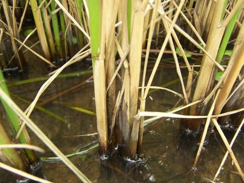Quieren eliminar enfermedades peligrosas de las plantas del arroz