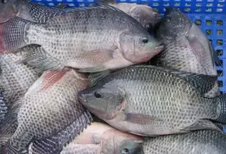 China desarrolla peces sin espinas y revoluciona la acuicultura