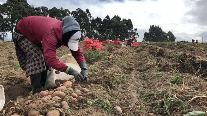 MAG beneficia a 350 productores de Cotopaxi