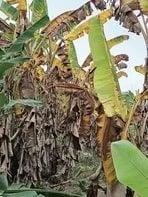 ECUADOR: Plataneros trabajan para superar los desafíos climáticos y mantener la producción