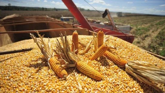 Industria de alimento balanceado interesada en adquirir maíz duro de la Amazonía