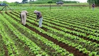 "Los agricultores no pueden esperar 30 o 60 días a que un banco decida"