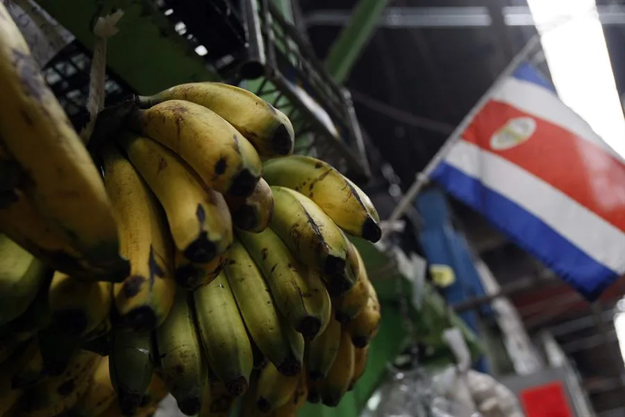 Internacional: La industria bananera de Costa Rica, preocupada por logística y precios en Europa en 2024
