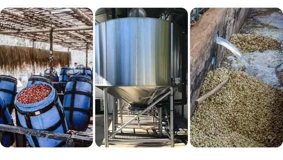 Fermentación, secado y almacenamiento: la ecuación perfecta para un café de calidad