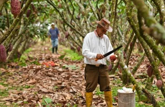 Ecuador avanza en comercio sostenible: Octava Sesión del CIPCS analiza normativas internacionales