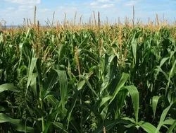 ARGENTINA: Maíz. refertilizar con nitrógeno para maximizar los rendimientos
