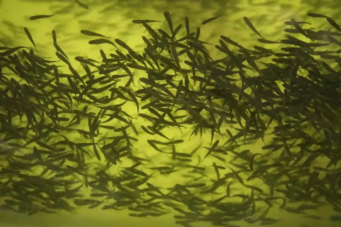 Crece la demanda de peces... y los océanos dan todo lo que pueden. ¿Podemos mejorar la acuicultura?