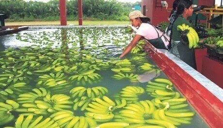Rumbo al 2024: Dinámica exportadora del banano ecuatoriano revela cambios en destinos y desafíos regionales
