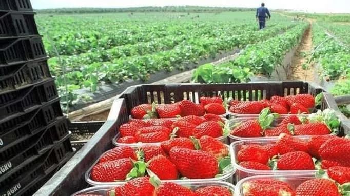 Internacional: Exportaciones peruanas de fresa sumaron 5.077 toneladas en octubre de este año