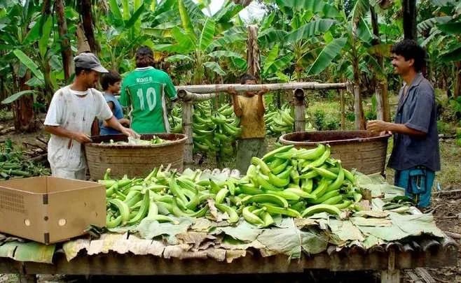 Adoplátano plantea asociatividad como vía para impulsar exportaciones