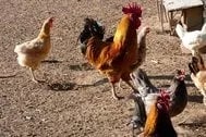 Proteger a las aves de corral de la gripe aviar