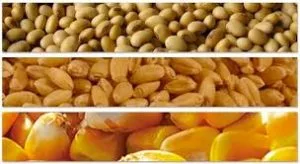 La nutrición impacta en el rendimiento y en la calidad del grano