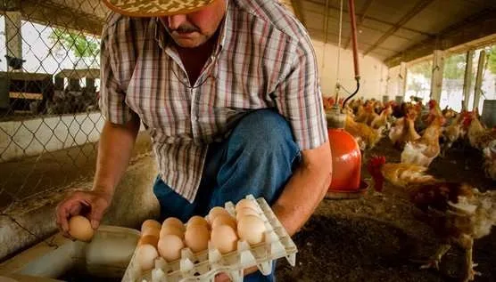 Pese a las dificultades del 2023, algunos productores de huevo lo califican como un buen año