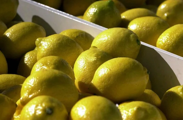 Inquietud en el sector italiano del limón ante la caída de la producción