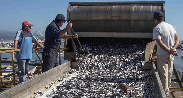 Investigadores muestran cómo las alternativas a la harina y al aceite de pescado pueden apoyar el crecimiento de la acuicultura