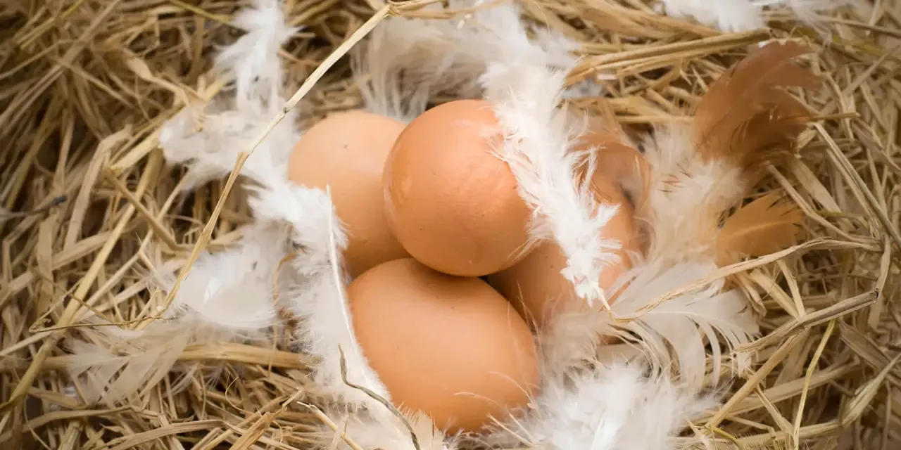 SÍNDROME DE CAÍDA DE POSTURA: SÍNTOMAS Y PREVENCIÓN EN GALLINAS PONEDORAS