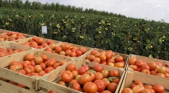 Internacional: España reduce la exportación de tomate en 328 millones de kilos en los últimos 15 años