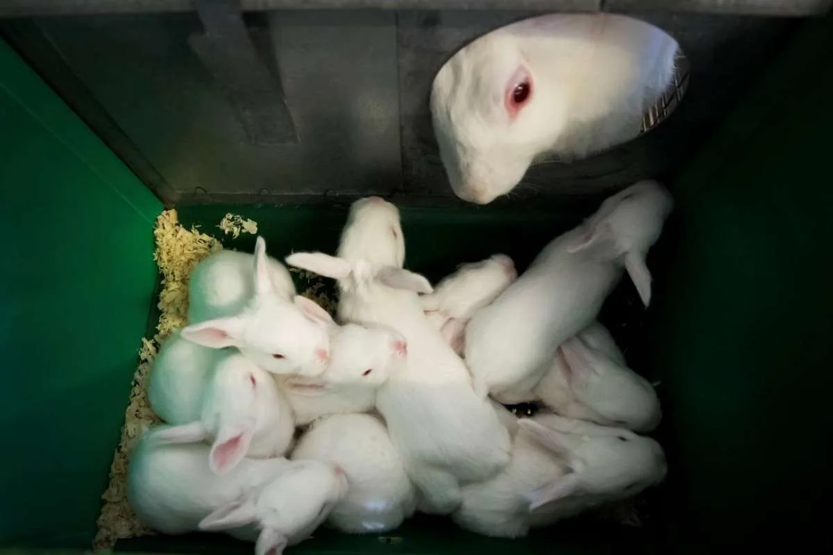 Prueban nuevo sistema de producción de conejos como alternativa a las jaulas de alambre