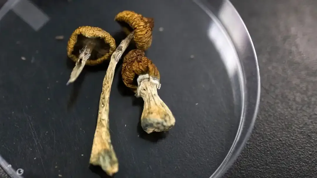 Hongos con ''sombreros'' servirían como tratamiento mejorado para cultivo de papa