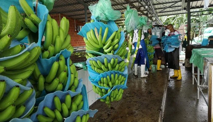 Ecuador brilló en el comercio mundial de banano en diciembre de 2023, según datos de AEBE