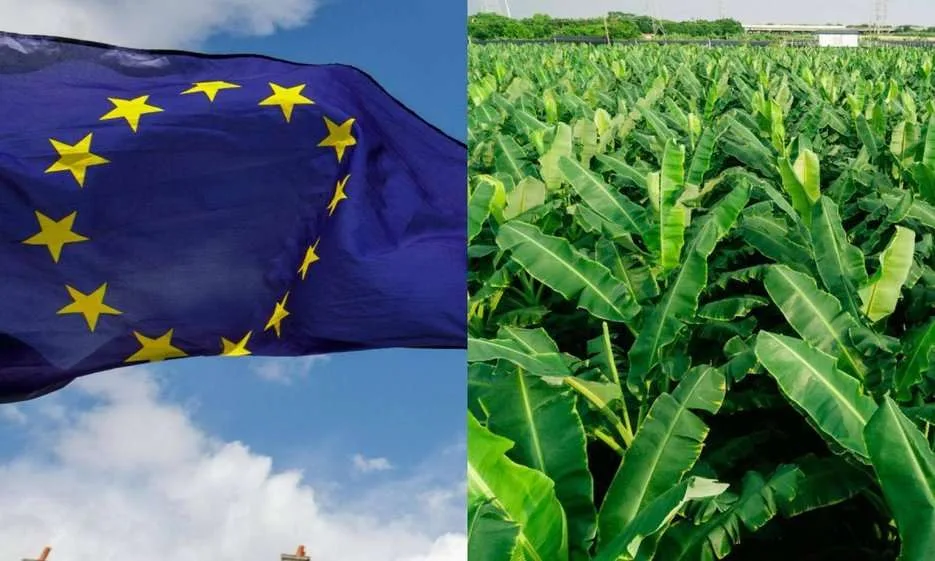 INTERNACIONAL: Exigencias ambientales sí, pero no hay políticas de precios justos: UE a bananeros