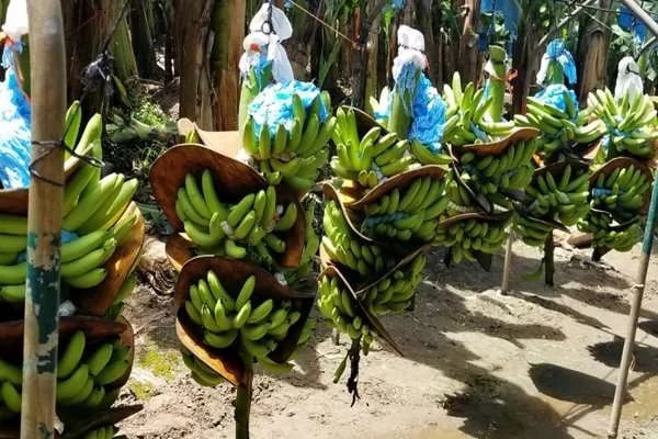 INTERNACIONAL: El precio de la banana se estanca, incluso habiendo menguado la producción
