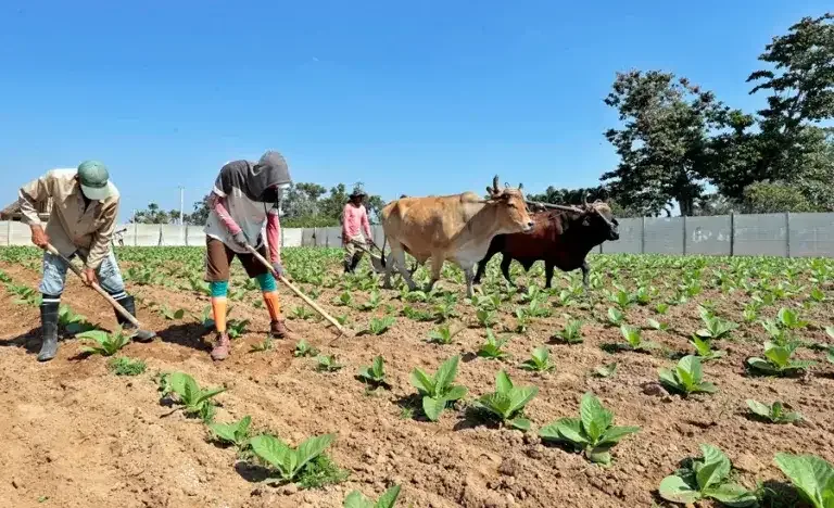 Internacional: Bruselas insta a que el sector agrario sea competitivo y dé ingresos "decentes" a los productores