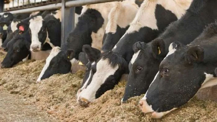 Elementos que debe contener una dieta bovina