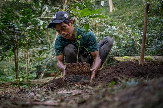 INTERNACIONAL: Productores(as) de Comercio Justo podrán acceder al servicio gratuito de Evaluación del riesgo de deforestación a través de una nueva alianza con Satelligence