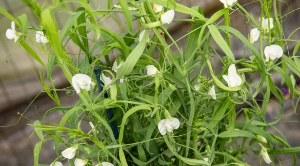 Cómo la planta con un pasado tóxico puede convertirse en un cultivo climático inteligente del mañana