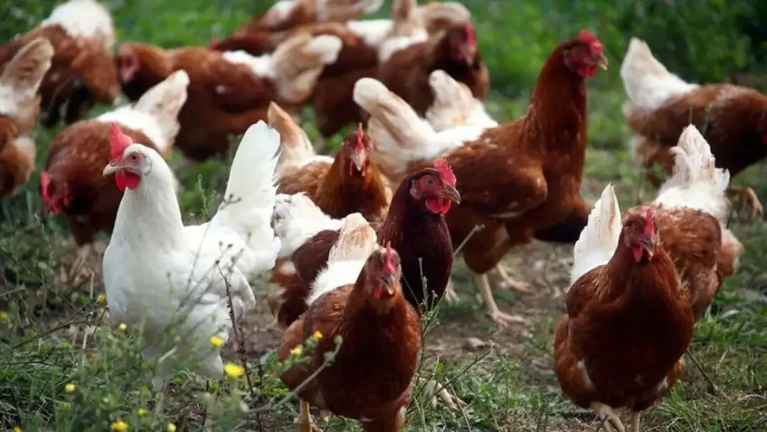 Detectan primer caso de influenza aviar H5N1 del año en el norte de Chile