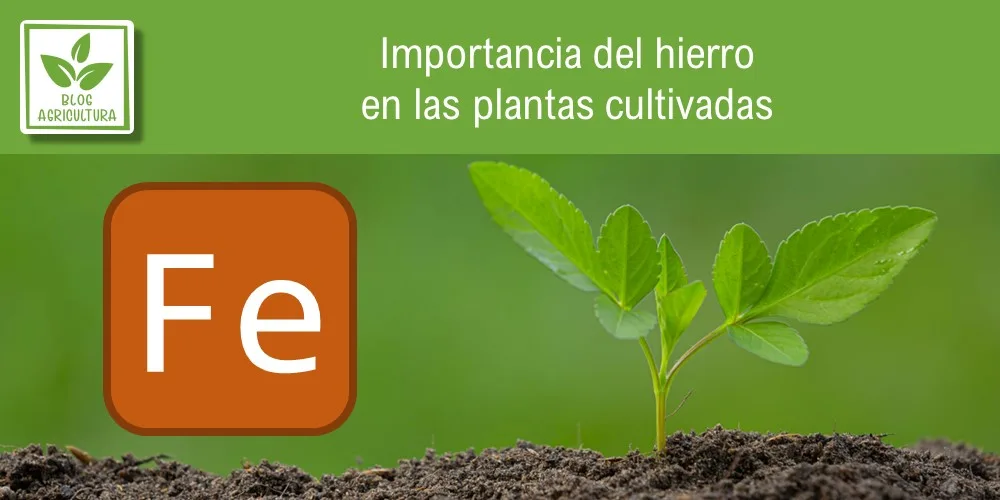 Las plantas tienen su propia estrategia para gestionar el hierro del suelo y protegerlo contra bacterias dañinas.