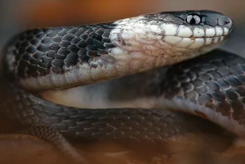 Descubren una nueva especie de culebra del cafetal en bosques de Ecuador