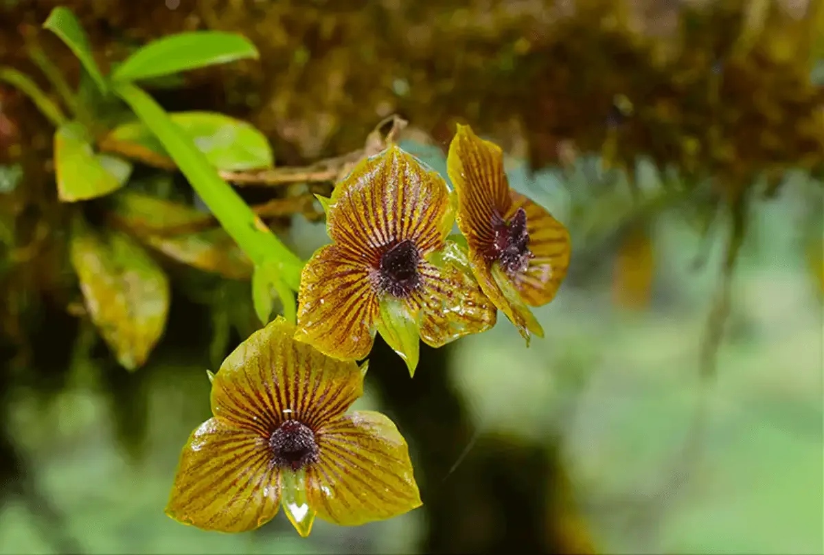 Ecuagenera abrirá un showroom en Cuenca para exhibir y comercializar orquídeas y plantas tropicales