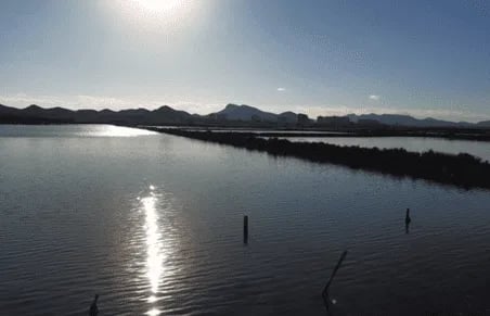 Luz verde a la instalación de cestos con ostras para el estudio de la reducción de nutrientes en el Mar Menor