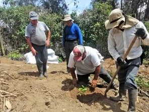 Prefectura impulsa el cultivo de tomate de árbol en Chontacruz