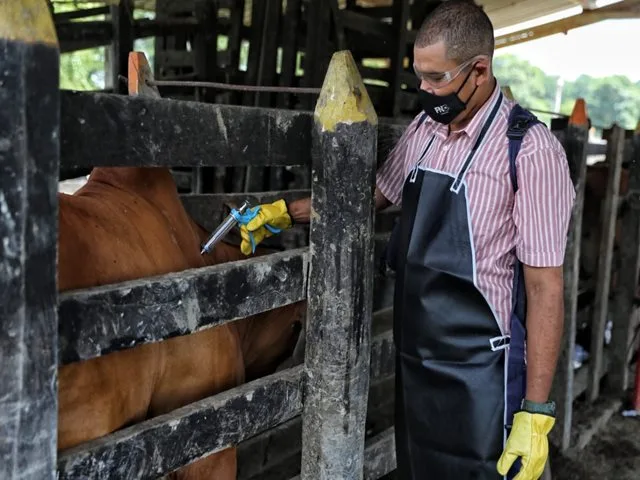 Internacional: Zonas de frontera con Venezuela realizarán ciclo de vacunación adicional contra fiebre aftosa