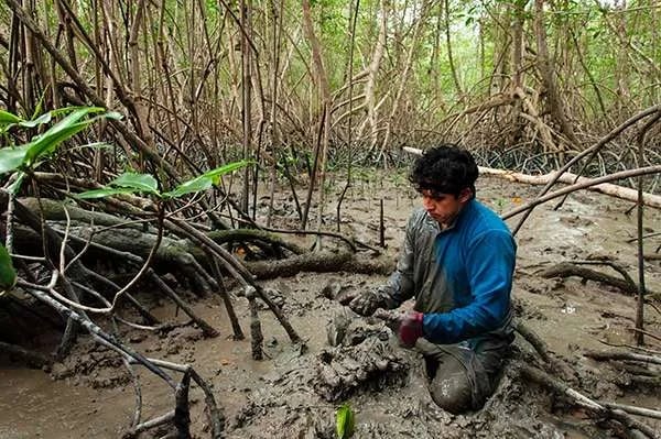 Ministerio de ambiente entrega 4.600 hectáreas de manglar para conservación y desarrollo sostenible en Guayas