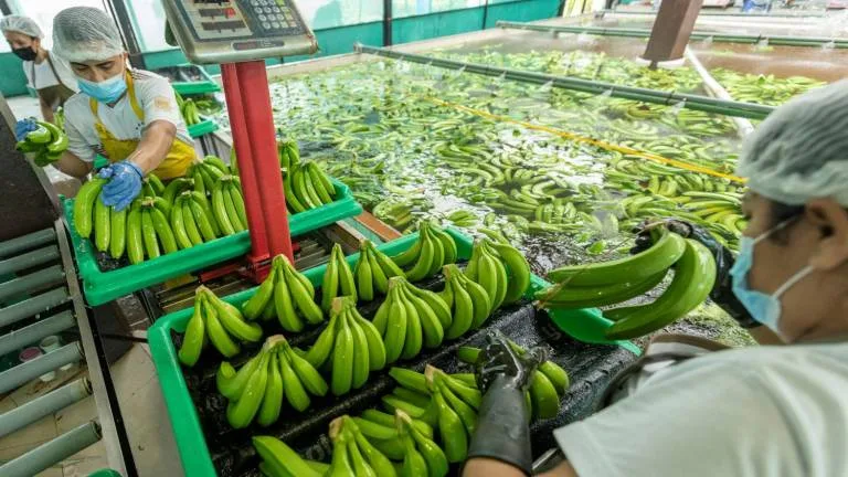 El Cluster bananero y platanero del Ecuador respalda propuesta de aumento de impuestos para afrontar crisis