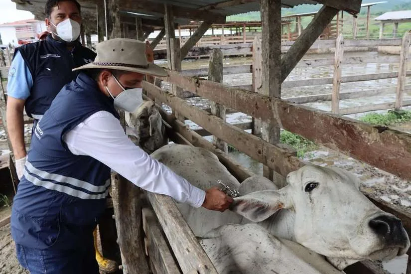 Primera fase de vacunación contra Aftosa iniciará a finales de marzo o inicios de abril